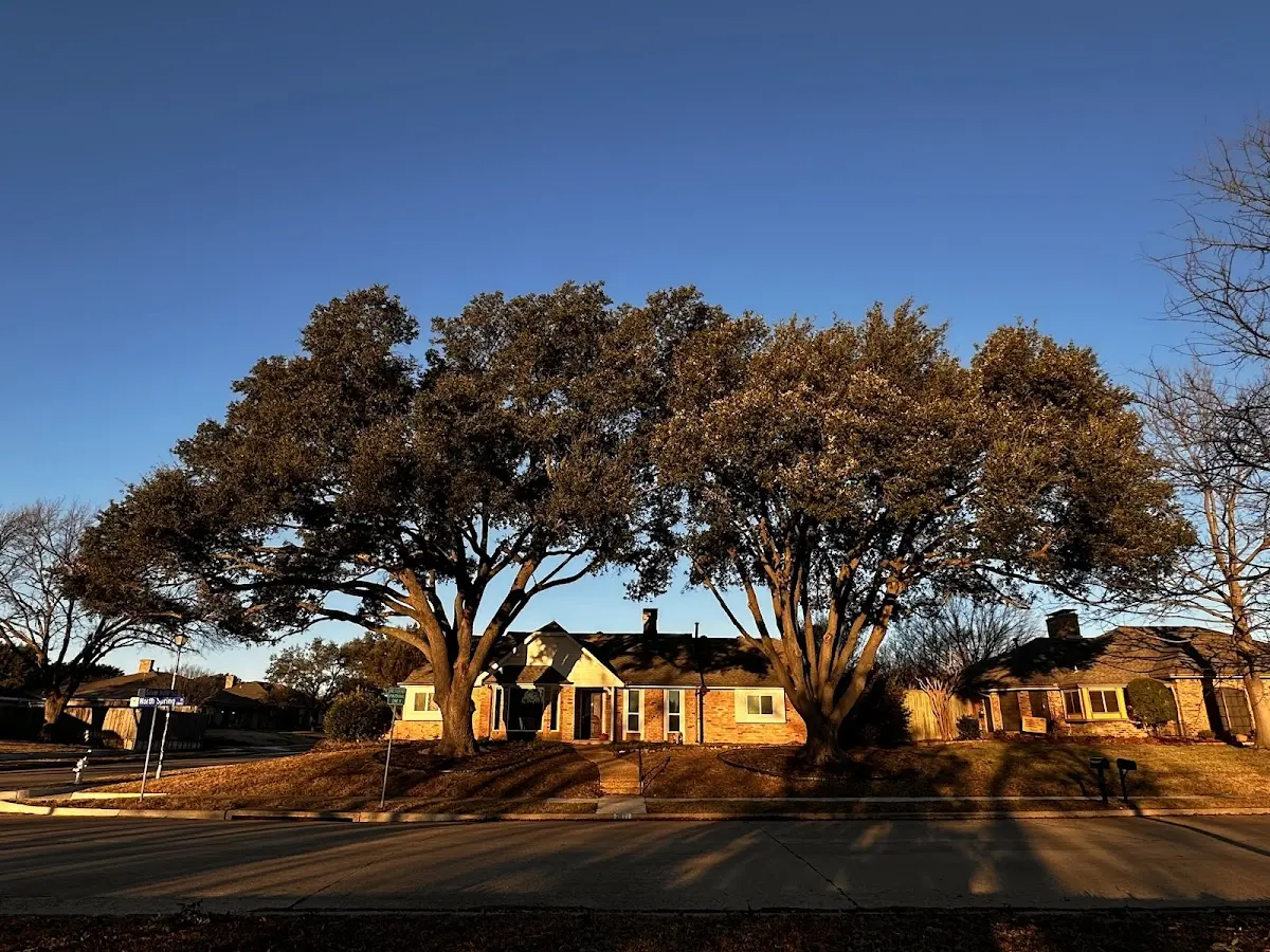Established residential canopy tree shading a home in Union Mills
